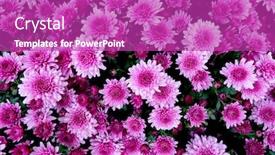  Presentation with purple flowers - Audience pleasing slide deck consisting of selection-of-many-purple-flowers backdrop and a purple colored foreground