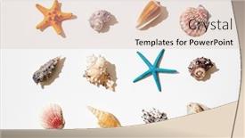  Presentation with sea shells - Cool new presentation theme with selection-of-sea-shells backdrop and a lemonade colored foreground