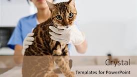  Presentation with beautiful hispanic woman - PPT layouts having selectiv-focus-shot-of-hispanic background and a coral colored foreground