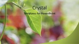  Presentation with green leaf - Theme enhanced with selective focus focus on edge background and a mint green colored foreground
