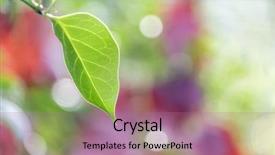  Presentation with chemistry leaves green leaf - Amazing PPT layouts having selective focus focus on edge backdrop and a coral colored foreground