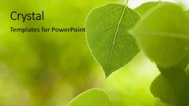  Presentation with chemistry leaves green leaf - Audience pleasing theme consisting of selective focus focus on edge backdrop and a gold colored foreground