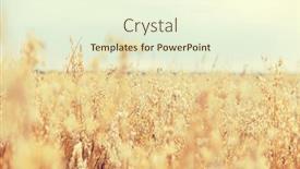  Presentation with farmland - PPT theme with selective-focus-of-crops-growing background and a cream colored foreground