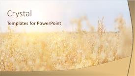  Presentation with farmland - Amazing PPT layouts having selective-focus-of-crops-growing backdrop and a cream colored foreground