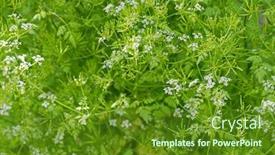  Presentation with summer flowers - Theme enhanced with selective-focus-of-garden-chervil background and a tawny brown colored foreground