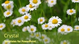  Presentation with yellow color - Audience pleasing slides consisting of selective-focus-of-oxeye-daisy backdrop and a tawny brown colored foreground