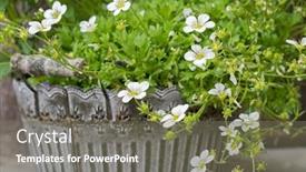  Presentation with focus - Slides enhanced with selective-focus-of-pot-full background and a  colored foreground