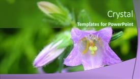  Presentation with nettle - Presentation design enhanced with selective focus of purple nettle-leaved bellflower campanula trachelium in the garden background and a forest green colored foreground