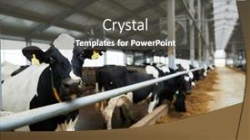  Presentation with cow milk - PPT theme featuring selective-focus-on-black background and a dark gray colored foreground