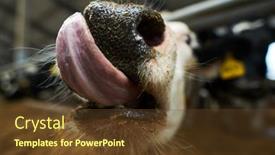  Presentation with dairy cow - Presentation having selective-focus-on-front-part background and a tawny brown colored foreground