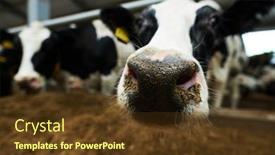  Presentation with forage - Slide set enhanced with selective-focus-on-nose background and a tawny brown colored foreground