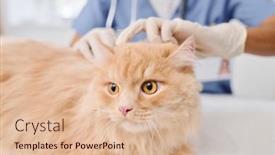  Presentation with skin health - Presentation design featuring selective-focus-shot-of-unrecognizable background and a  colored foreground