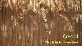  Presentation with golden light - Beautiful slide deck featuring selective-soft-focus-of-dry backdrop and a tawny brown colored foreground