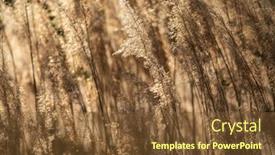  Presentation with golden light - PPT theme with selective-soft-focus-of-dry background and a tawny brown colored foreground