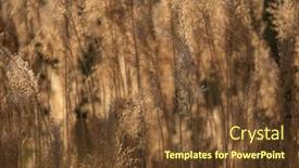  Presentation with golden light - Colorful slide set enhanced with selective-soft-focus-of-dry backdrop and a tawny brown colored foreground