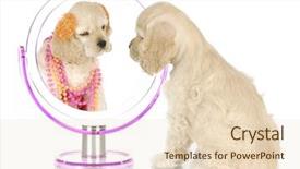  Presentation with self esteem - Presentation design consisting of self esteem - beauty within - american cocker background and a lemonade colored foreground