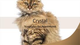  Presentation with old - Theme having selkirk rex 5 months old background and a coral colored foreground