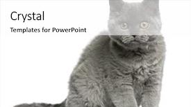  Presentation with hello kitty cute little kitten - Slides having selkirk rex kitten 3 months background and a white colored foreground