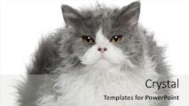  Presentation with hello kitty cute little kitten - PPT theme having selkirk rex kitten 5 months background and a light gray colored foreground