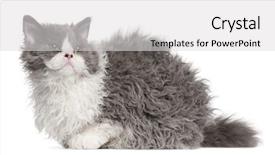  Presentation with hello kitty cute little kitten - Slide deck consisting of selkirk rex kitten 5 months background and a light gray colored foreground