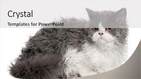  Presentation with hello kitty cute little kitten - Colorful slides enhanced with selkirk rex kitten 5 months backdrop and a light gray colored foreground