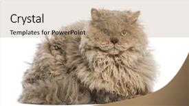  Presentation with white cctv camera on modern - Cool new PPT theme with selkirk rex lying looking backdrop and a coral colored foreground