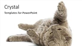  Presentation with background - Colorful slide deck enhanced with selkirk rex lying on its backdrop and a white colored foreground