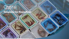  Presentation with fisherman - PPT layouts featuring sell-seafood-on-fisherman-boat background and a seafoam green colored foreground