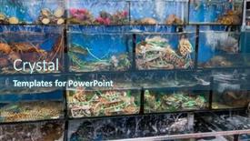  Presentation with water tank - Theme having selling-seafood-in-water-tank background and a ocean colored foreground