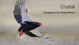  Presentation with kalahari - Audience pleasing presentation theme consisting of semi arid - bateleur terathopius ecaudatus south africa backdrop and a light gray colored foreground