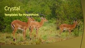  Presentation with kenya - Slide deck with semi arid - generuks in masai mara park background and a tawny brown colored foreground