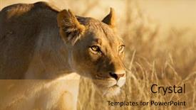  Presentation with south africa - Slides enhanced with semi arid - lion female panthera leo south background and a gold colored foreground