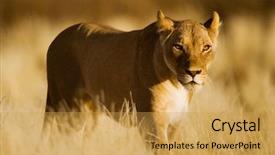  Presentation with lion - Beautiful presentation theme featuring semi arid - lion female panthera leo backdrop and a yellow colored foreground