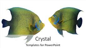  Presentation with tropical - Presentation design featuring semicircle - tropical fish isolated koran angelfish background and a white colored foreground