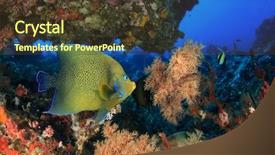  Presentation with tropical reef fish - Presentation featuring semicircle - tropical reef fish koran angelfish background and a  colored foreground
