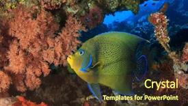  Presentation with tropical reef fish - Beautiful presentation theme featuring semicircle - tropical reef fish koran angelfish backdrop and a  colored foreground