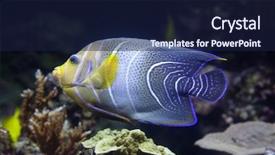  Presentation with koran holy book of muslims - Presentation theme featuring semicircle angelfish pomacanthus semicirculatus also background and a navy blue colored foreground