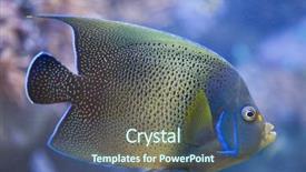  Presentation with koran holy book of muslims - Cool new presentation design with semicircle angelfish pomacanthus semicirculatus also backdrop and a ocean colored foreground