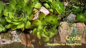  Presentation with green thumb garden - Presentation theme featuring sempervivum in a rock garden background and a tawny brown colored foreground