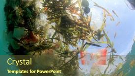  Presentation with plastic straws - 