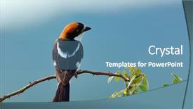  Presentation with natural - Colorful presentation enhanced with senate - woodchat shrike lanius senator backdrop and a teal colored foreground