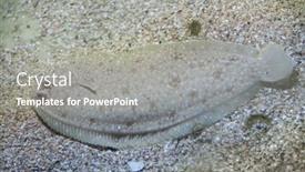  Presentation with marine - Audience pleasing PPT theme consisting of senegalese-sole-solea-senegalensis-marine backdrop and a gray colored foreground
