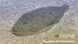  Presentation with marine - Slide set consisting of senegalese-sole-solea-senegalensis-marine background and a coral colored foreground