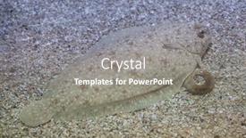  Presentation with marine - Audience pleasing slide deck consisting of senegalese-sole-solea-senegalensis-marine backdrop and a gray colored foreground