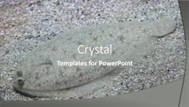  Presentation with marine - Cool new slide deck with senegalese-sole-solea-senegalensis-marine backdrop and a gray colored foreground