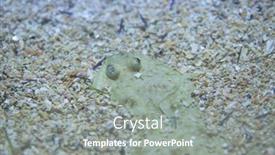  Presentation with post apocalypse sole survivor - Slides consisting of senegalese-sole-solea-senegalensis-marine background and a gray colored foreground