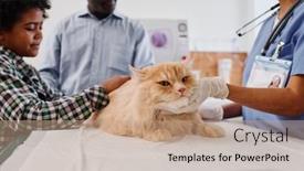  Presentation with veterinary - PPT layouts featuring senior-african-american-man background and a coral colored foreground