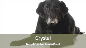  Presentation with black - Slide deck featuring senior dog - black labrador retriever background and a violet colored foreground