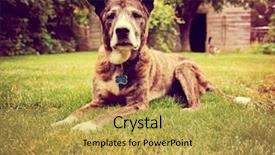  Presentation with rescue - Amazing presentation theme having senior dog laying backdrop and a yellow colored foreground