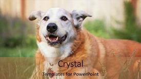  Presentation with old dog - Audience pleasing presentation theme consisting of senior dog laying backdrop and a coral colored foreground